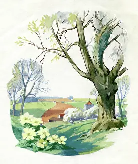Primroses: Countryside with tree and primroses
