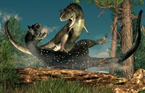 Carnotaurus: A couple of Carnotaurus dinosaurs fighting