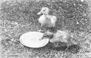 Ducks: A Couple of Ducks