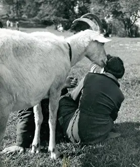 Goat: A couple in a park hassled by a white goat