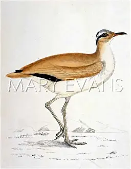 Wanders: COURSER (MORRIS)