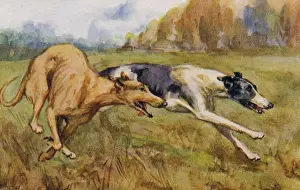 Coursing: Coursing greyhounds