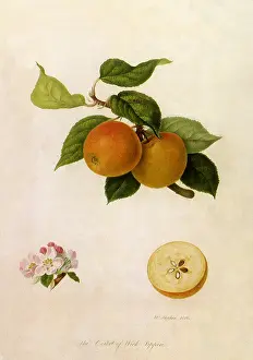 Domestica: Court of Wick Apple