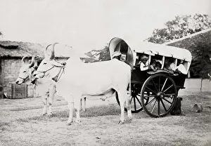 Bovine: Covered ox cart for transporting people, gharry, gharri, In
