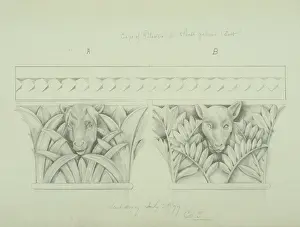 Corvidae: Cow and calf design