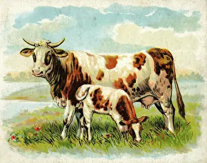 Calves: Cow and calf in a field
