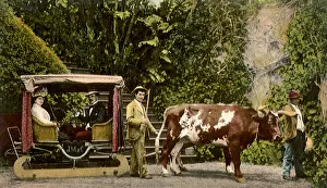 Curtained: Cow Cart