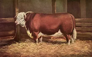 Megargee: Cow Chained to Post