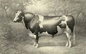 C1884: Cow