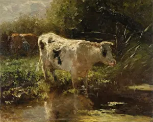 Herbivores: Cow Beside a Ditch
