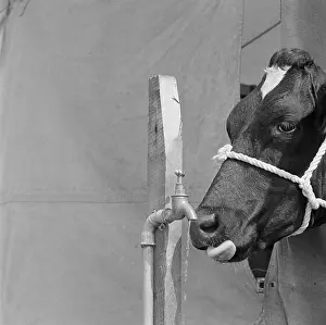 Standpipe: Cow Drinking