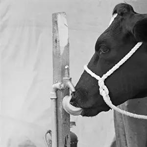 Standpipe: Cow Drinking
