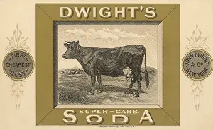 Soda: Cow for Dwight's Soda