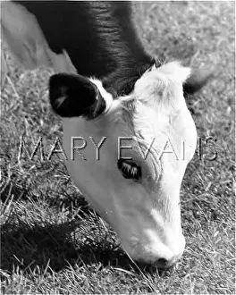 Yummy: A COW EATING GRASS