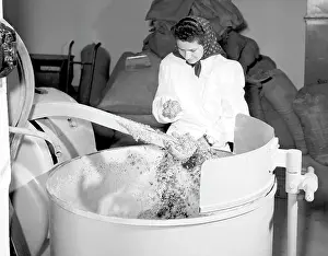 Antibiotics: Cow feed with antibiotics