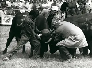 Torero: Cow fighting in Switzerland