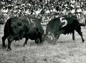 Sion: Cow fighting in Switzerland