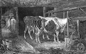 Adjoining: COW HOUSE, CA 1840