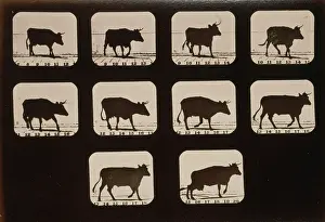 Consecutive: Cow, irregular