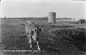 Guernsey: Cow on L'Ancresse Common
