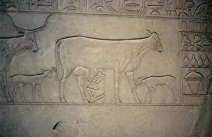 Dairy: Cow being milked. Her calf is tethered to her
