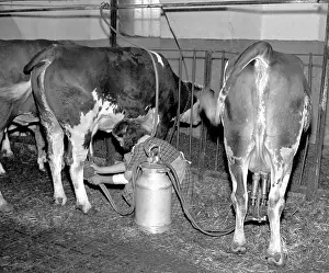 Velen: Cow milking