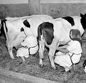 Valtice: Cow milking