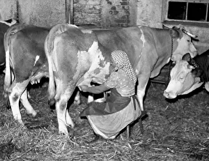 Milks: Cow milking