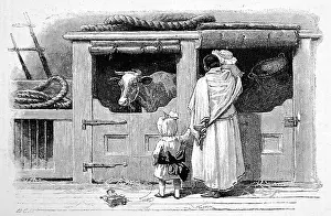 Testifies: Cow on a P&O steamer 1890
