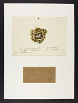 1831: Cow: Reticulum