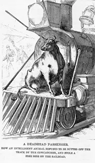 Intelligent: Cow riding on a train