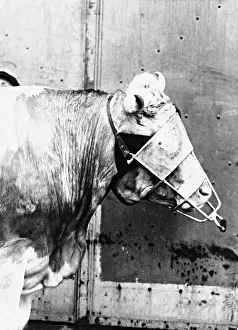 Slaughter: Cow before slaughter