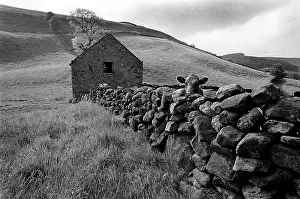 Peek: Cow over stone wall, Yorkshire