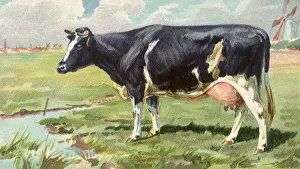 Placid: Cow by Stream