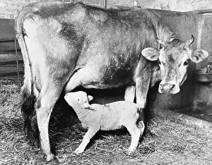 Motherless: Cow suckling lamb