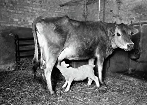 Motherless: Cow suckling lamb