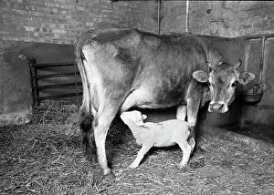 Motherless: Cow suckling lamb