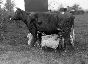Accord: COW SUCKLING LAMBS