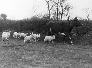Ewes: COW SUCKLING LAMBS
