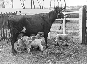 Accord: COW SUCKLING LAMBS