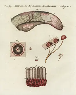 Foliate: Cow tongue under the microscope