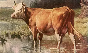 Bathes: Cow Wading