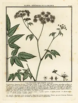 Colour Printing: Cowbane, Cicuta virosa