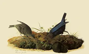 Ater: Cowbirds