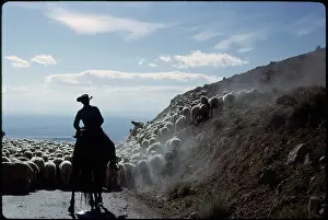Cowboy - Herding - Sheep - Livestock