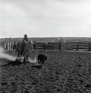 Roping: Cowboy Rodeo Rider Competitor