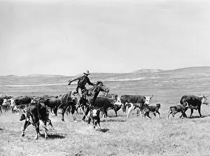 Husbandry: Cowboy in the USA, 1928