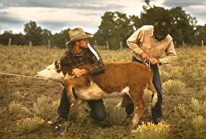 Rodeo: Cowboys - rodeo - calf - fair