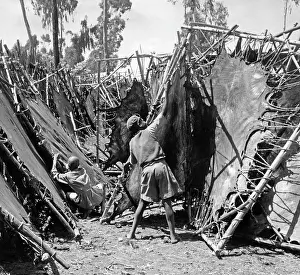 Dried: Cowhides are being dried