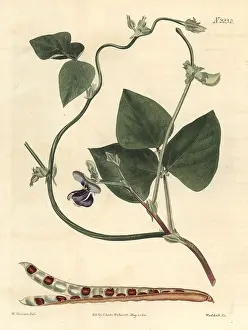 Vigna: Cowpea, Vigna unguiculata